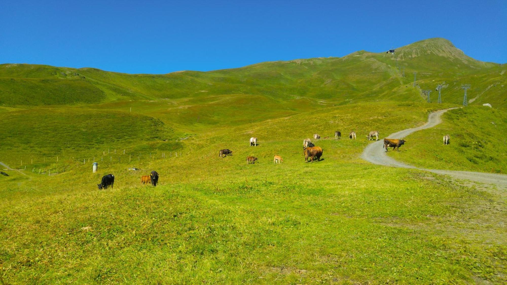 Lodge Bergrestaurant Kleine Scheidegg Zewnętrze zdjęcie